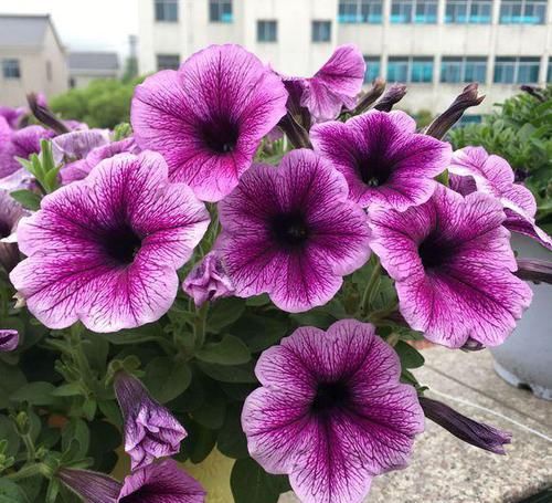 【矮牵牛】牵牛花和矮牵牛分不清,有什么区别?