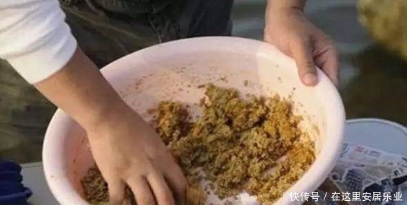 【大收获】怎样在大风中钓鱼,钓具配置跟饵料搭配都是关键