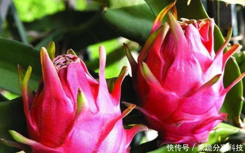  果子@“火龙果”盆栽不结果？是因为少了这一步，加一步果子挂满枝！