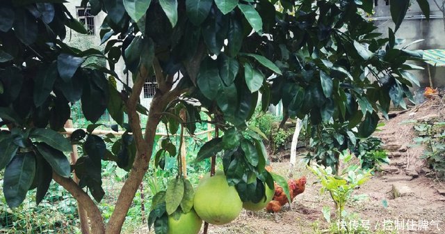 四川农村大叔种的水果，一树能摘100多斤，这挂果率也太高了吧