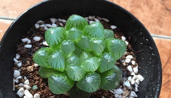 『植物』这6种多肉植物,好好看看,你认识几种,以后见了别再说不认识