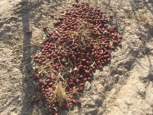  上市|几百万吨果同时上市，你不卖，有的是人卖，价格太低果农叫