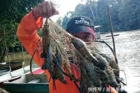  『已有』巨虾入侵！这种能长到一米长的“河虾”现身我国水域已有多人钓获！