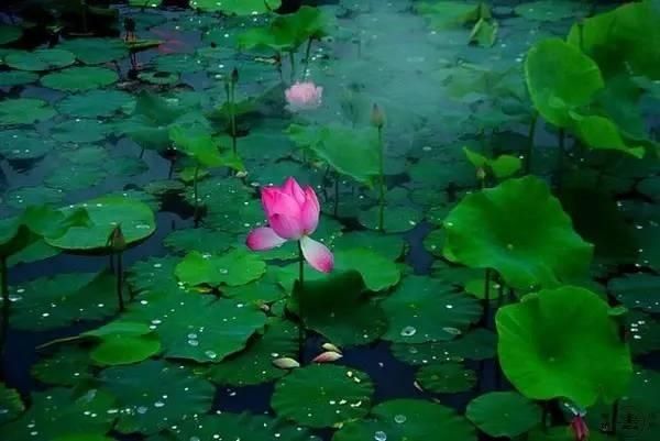 【花中】中国10大名花，哪个是你的最爱？
