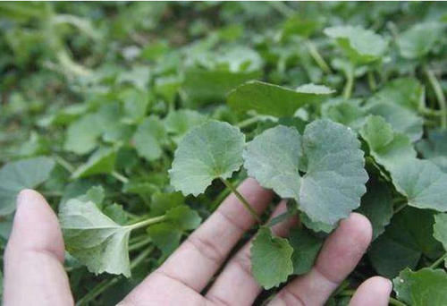农村田边一种草，人称“美容草”，以前农民当杂草，今是美味野菜