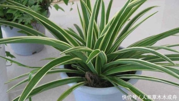 养分|家养吊兰干尖黄叶子,给它“喂”点糖,你竟还不知道作用这么大
