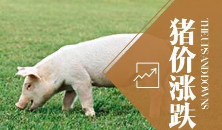  【猪肉】猪肉价格疯涨, 市场上真的缺猪肉吗? 专家: 是真缺生猪