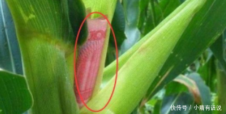  [玉米]农村大爷清晨到玉米地，发现玉米上长百元大钞，走近看却