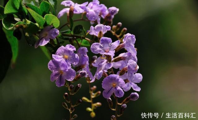  【耐热】适合养在室内的3种花，好养易活花色艳丽，耐热耐旱能爆盆，真香