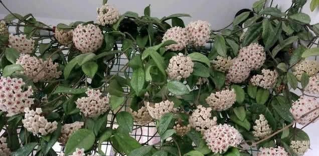  「球兰」别养绿萝了，这“球兰”叶花可赏，还耐阴，盆栽一棵花开100朵