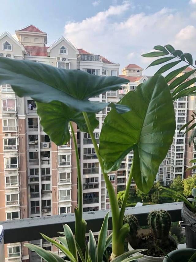  「技巧」滴水观音怎么养？滴水观音日常养护小技巧