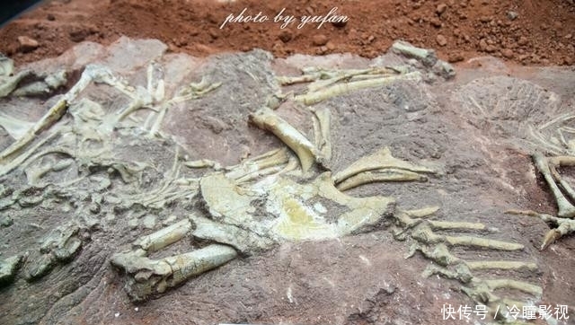  #恐龙蛋化石#世界上恐龙蛋最多的地方竟然就在广东，密密麻麻，