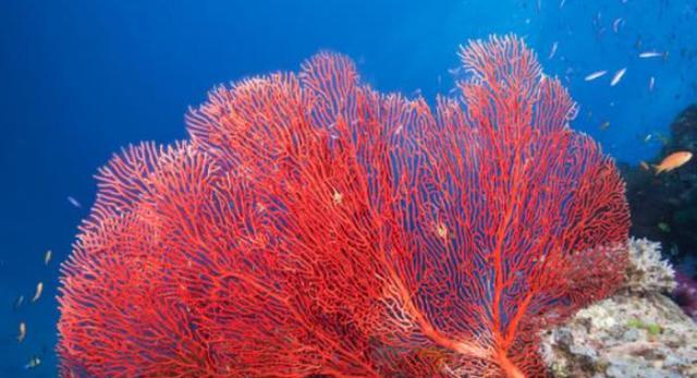 世界上唯一无癌国家：对我们中国免签，但是不能带苹果入境！