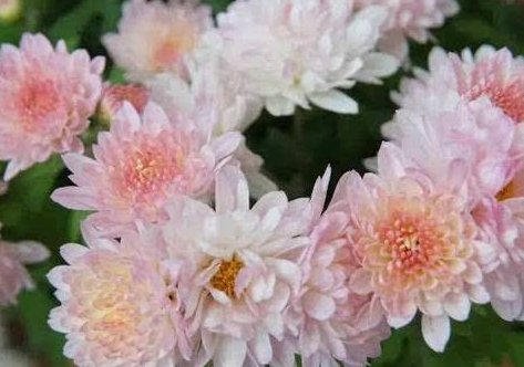  『懒人』这些花草放在盆里不用管，也一样能爆盆，超级好养活，懒人的福音