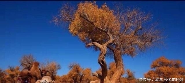  「胡杨林」我国当年在最大沙漠，种植了上亿棵胡杨林，如今怎么