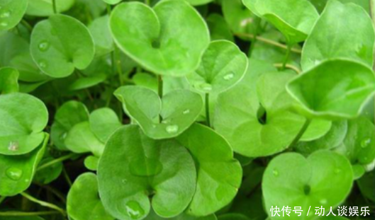 农村的野草城里的绿植，其实也是一种治肝药，晒干后卖很值钱