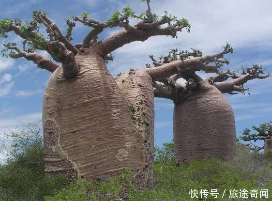 这种树体内存有2吨水，被称为沙漠水塔，中国引进后却这样用