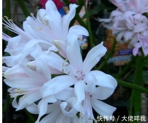  [最简单]到底是彼岸花还是娜丽花？开花爆盆还傻傻分不清，老司机一招区别