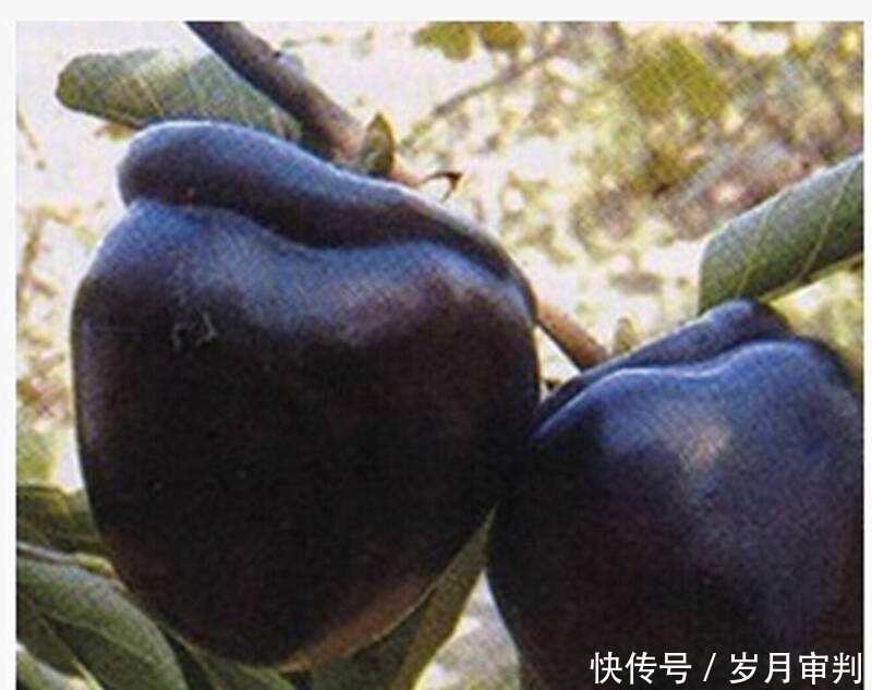  新品种@没见过的新品种，亩产8000斤，一斤30元，网友：看着下不