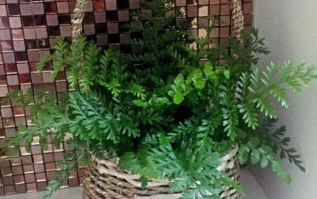  【烫伤】农村常见的野草，外用于烫伤，据说是万能草药！