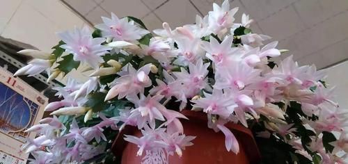  『令箭荷花』6种“荷花”，不用水只用土，开花一茬接一茬！