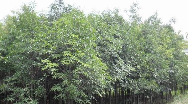  「发现」四川发现稀有树，名叫“红花木莲”，一般人没见过，更