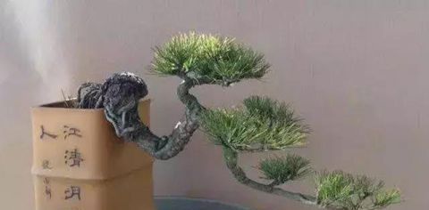 一组悬崖盆景佳作欣赏 可上九天揽月 可下五洋捉鳖