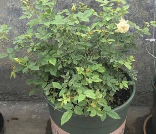  『药剂』养护遇到红蜘蛛，一块蚊香就搞定，虫卵都能杀死，有效又实用