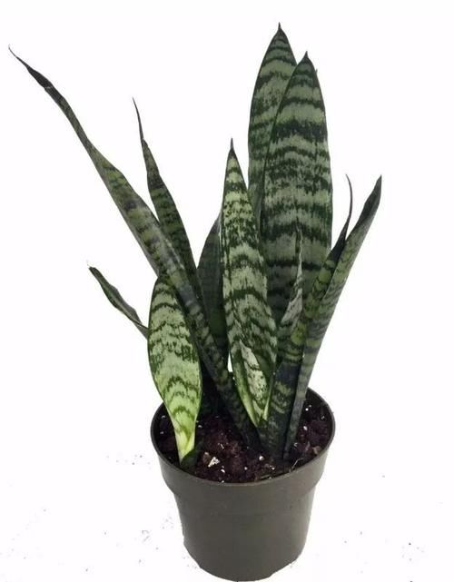  #室内#适合忙碌的人栽培的耐旱、耐阴植物，养室内没阳光的地方也没问题