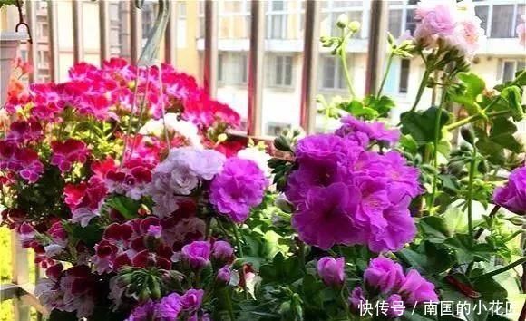  太漂亮@只养1种花，几平米阳台开成“花海”，真是太漂亮啦
