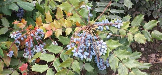 「感冒」这种“花”对人有“大功劳”,花朵一串串,是小感冒、痢疾大克星