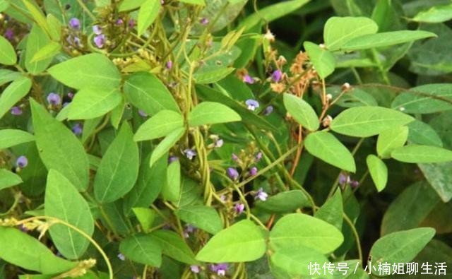  农民|农村随处可见的一杂草，农民恨不得将其除掉，原来是二级保