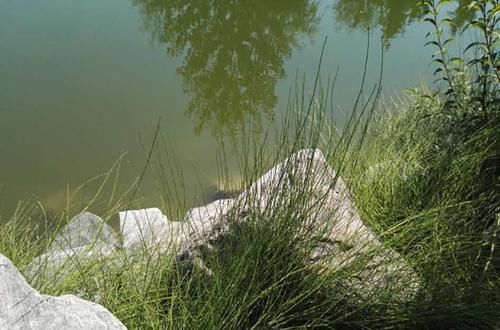  [杂草]农村地里成堆的杂草，如今“身份反转”，成了一斤十多元的中草药