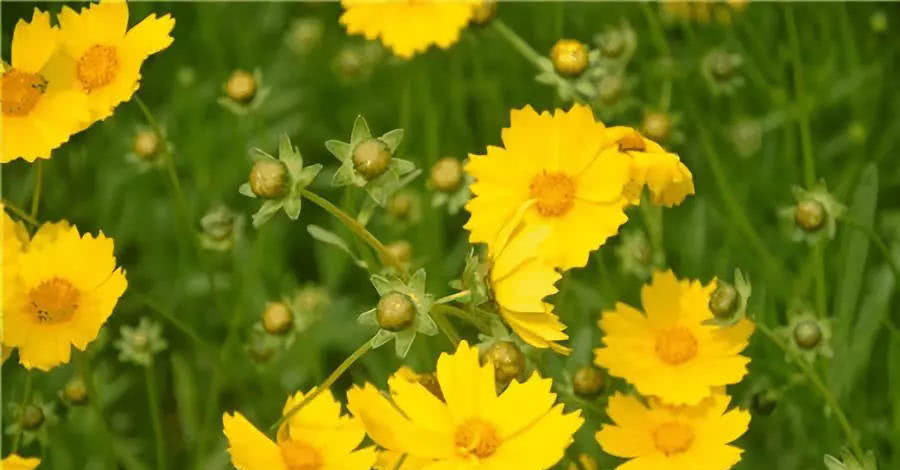  『微波炉』这种鲜花经久不衰，常开不败，一眼就喜欢上了！