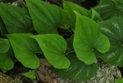  「不知」农村这种野草，名叫“九子不离母”农民用来喂家畜，不