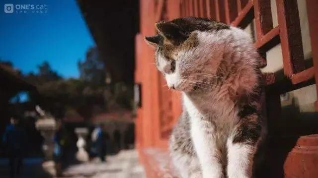 走！去故宫吸猫，181只皇家猫全都撸一遍