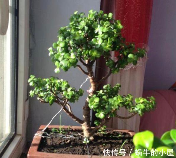 【不凡】还在哄抢身价不凡的金枝玉叶?别了,自家盆栽注重4点就能养成