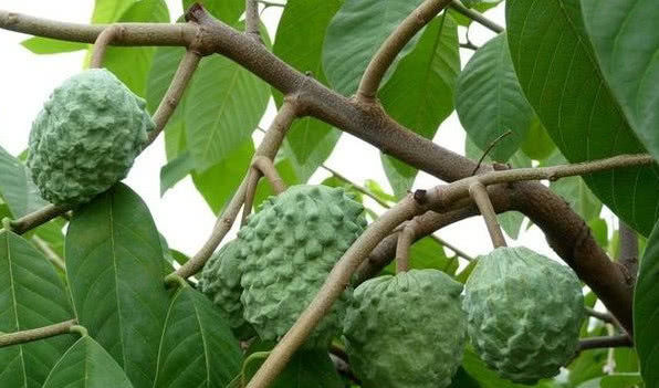 「盆栽」“荔枝”在家盆栽棵,简单好养,一树结出几百个,好看又美味!