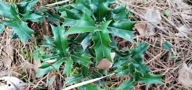  出门■农村老鼠多，农民伯伯用“它”治老鼠，放在老鼠洞口，不