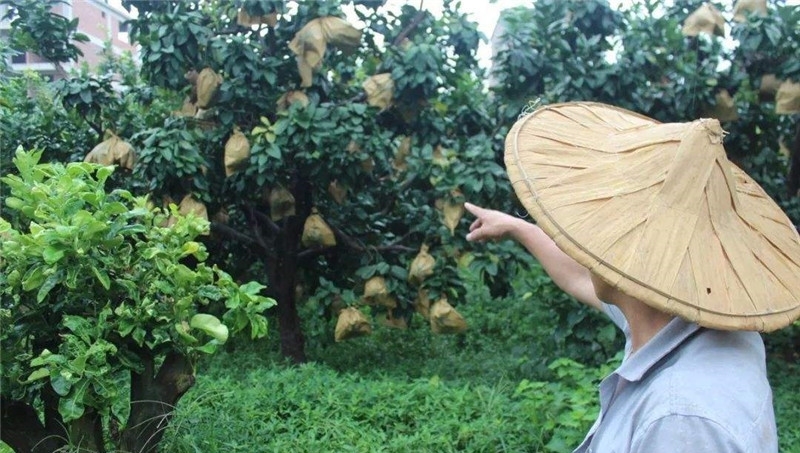  「上市」堪称水果界的罐头，放两个月不坏，却常遇滞销，中秋上