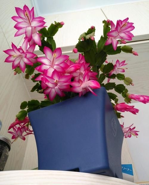  『吊钟海棠』养花养这四款，花香幽香暗淡，年年开花不断，花色多又艳