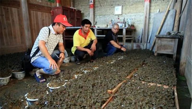  种植金线莲：价值不输西洋参，人称“金草”，一斤7百元，有人大量种植