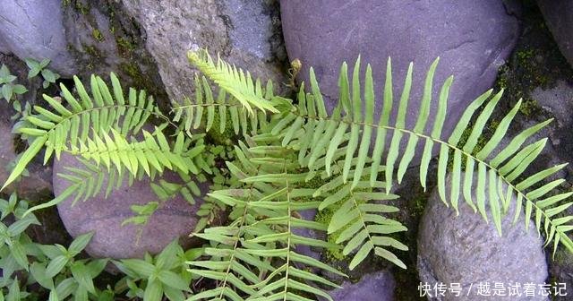 长在地里的野果，曾经漫山遍野没人吃，如今贵到吃不起！
