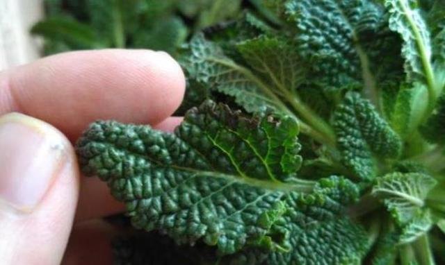 农村这野草叫做“草蛤蟆”，名字虽丑，用处可不少！