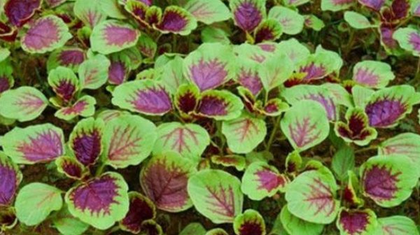  「苋菜」营养价值非常高的野菜，在城市的时候求之不得，回到老