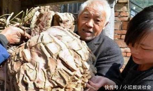 地里挖出百斤重的“宝贝”，整个村子十分欢喜，大爷却犯愁了