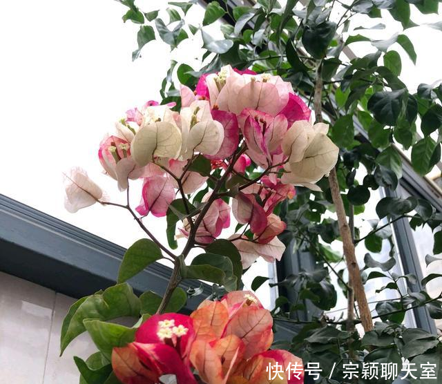  『画报』三角梅画报开完花以后怎么修剪，只修剪花还是修剪掉花梗