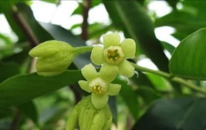  【沉香木】1克卖1万元？深山特有的树木，农民不种植，专家:农民