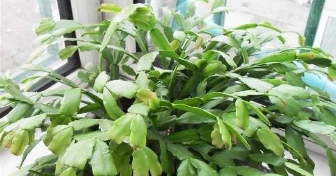  夏天高温期间|夏天蟹爪兰要“休眠”，4件事不要做，否则叶子枯萎发软