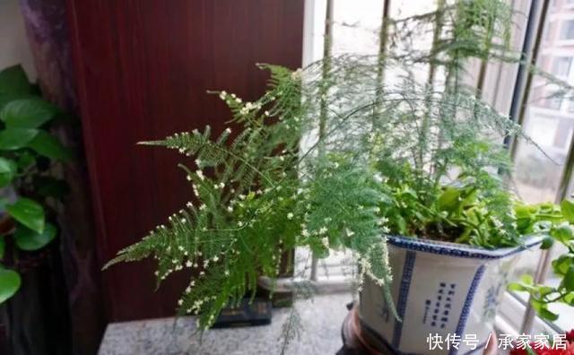  保活：养花小技巧：养花全靠1句话，100%保活！